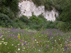 Image: chafford